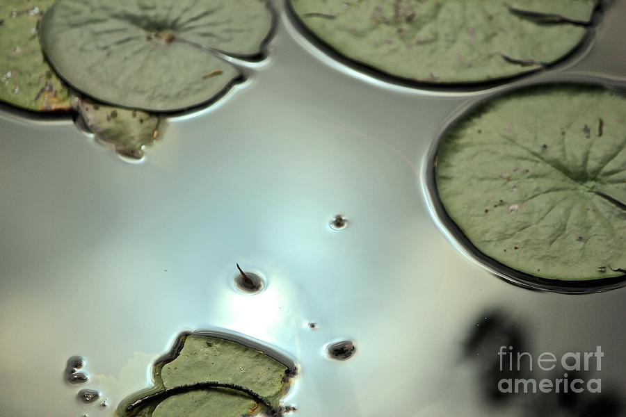 Lily pads #1 Photograph by Deena Withycombe