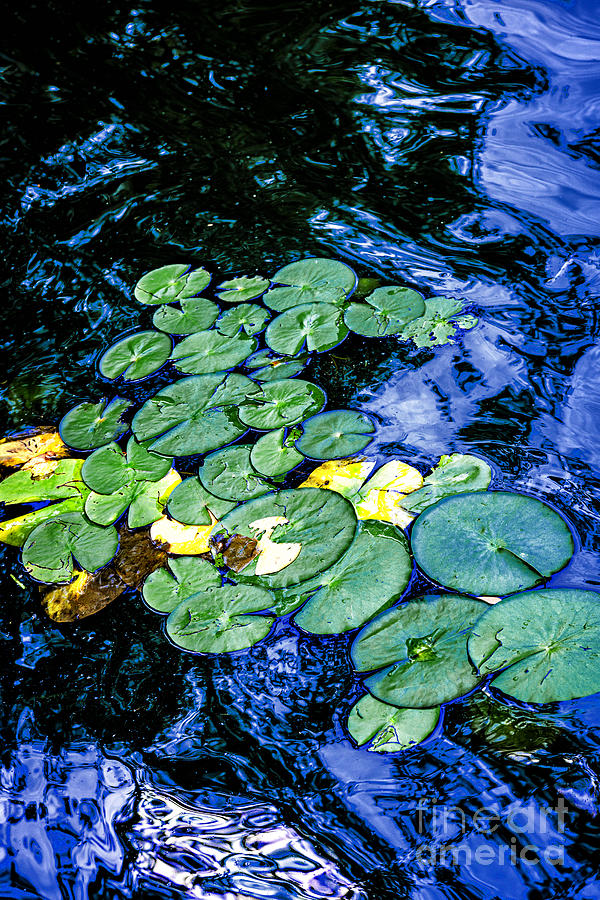Lily pads 1 Photograph by Elena Elisseeva