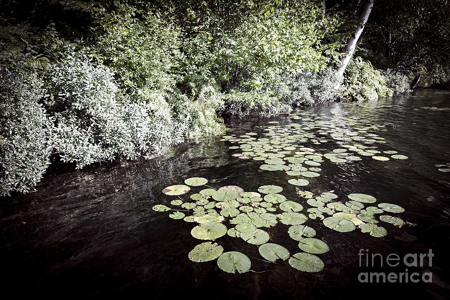 Lily pads on dark water 2 Photograph by Elena Elisseeva