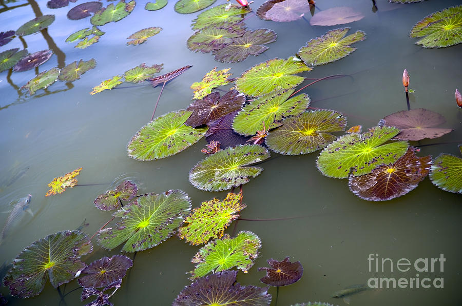 Lily Photograph - Lily Pads #1 by THP Creative