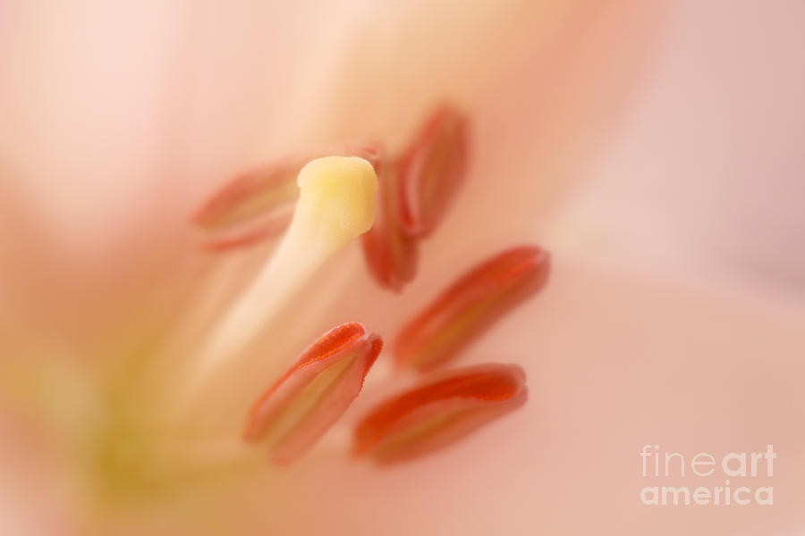 Lily Pastels Photograph