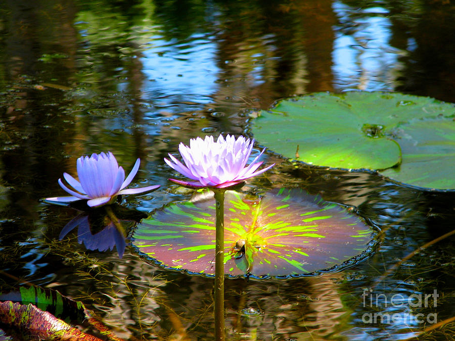 Lily Pond #1 Photograph by Anita Lewis