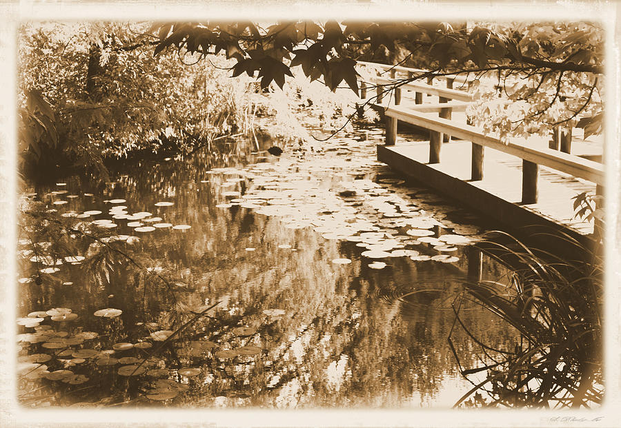 Lily Pond #1 Photograph by Gerry Bates