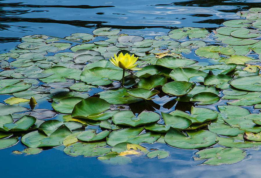 Nature Photograph - Lily Pond #1 by John Ullrick