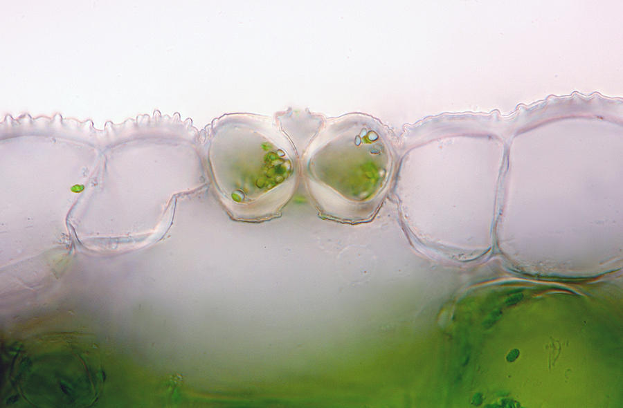 Lily Stalk Tissues With Stomata, Lm #1 Photograph by Marek Mis