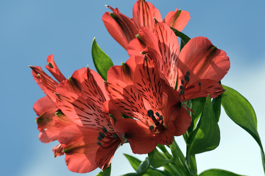 Peruvian Lily Photograph - Lily Sun Dance. #1 by Terence Davis