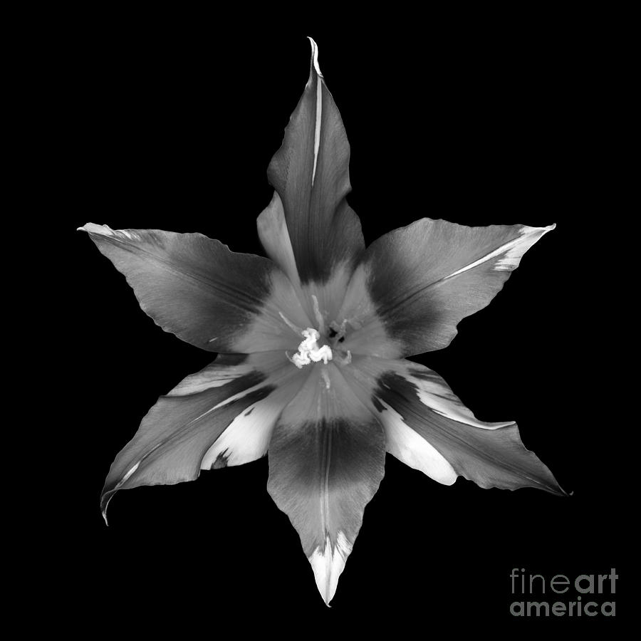 Lily Tulip #1 Photograph by Oscar Gutierrez