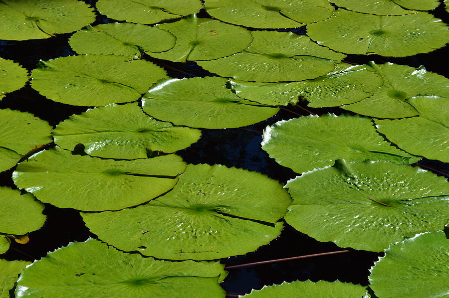 Lilypads #1 Photograph by Curtis Krusie