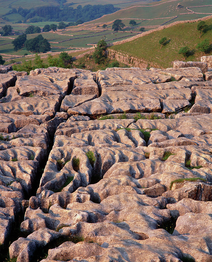 Limestone Pavement In Yorkshire #1 Photograph by Simon Fraser/science Photo Library