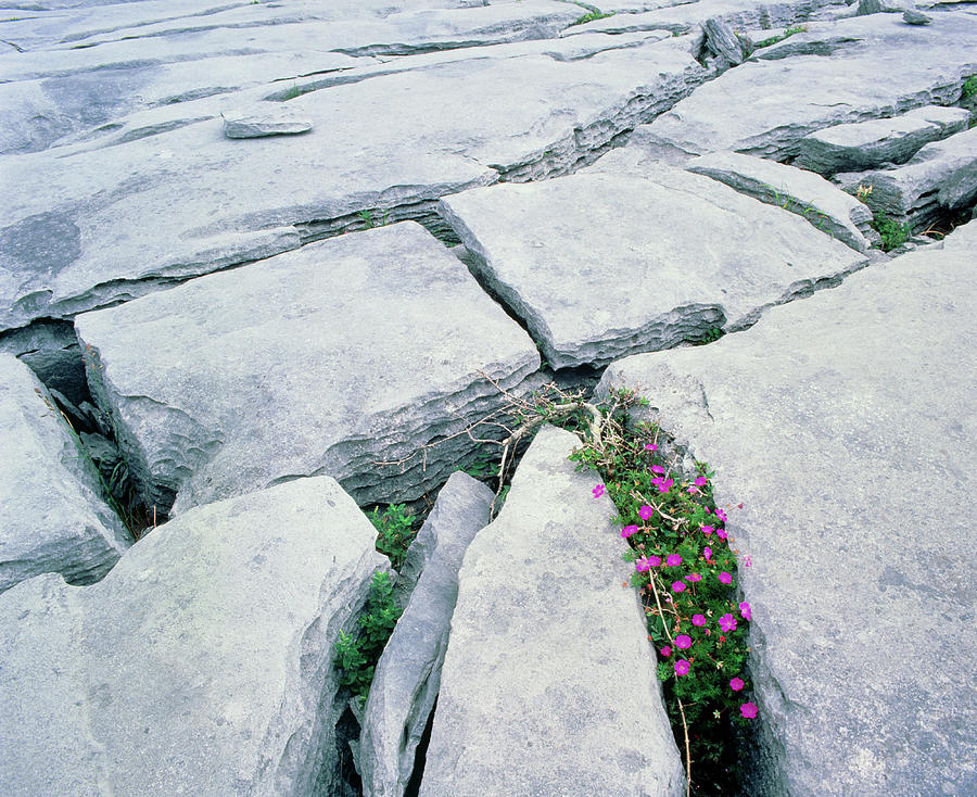 Flower Photograph - Limestone Pavement With Wild Flowers In Cleft #1 by Simon Fraser/science Photo Library