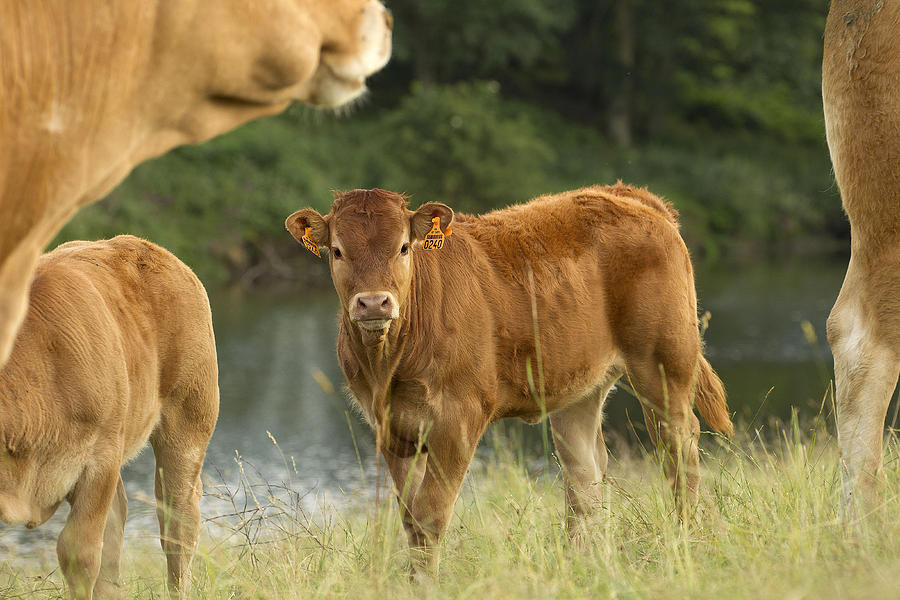 Limousin Cattle #1 Photograph by Jean-Michel Labat