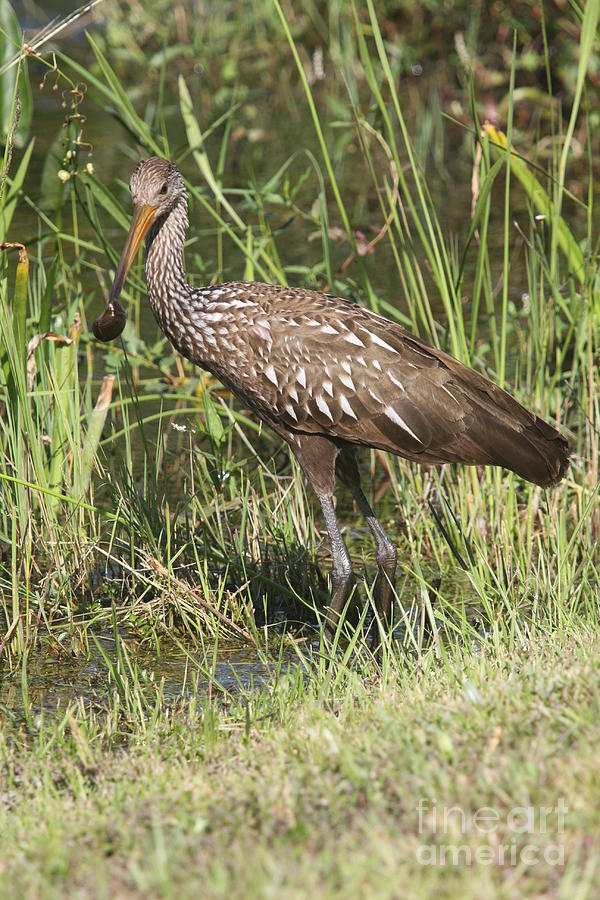 Limpkin In The Glades Photograph by Christiane Schulze Art And Photography