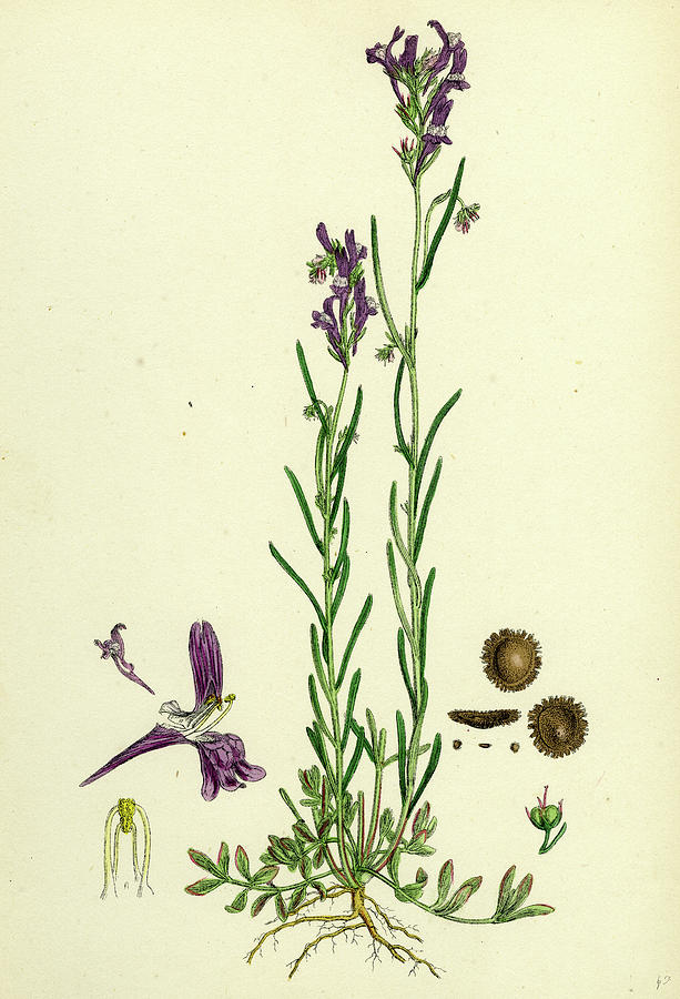 Linaria Pelisseriana Jersey Toadflax Drawing by English School - Fine ...