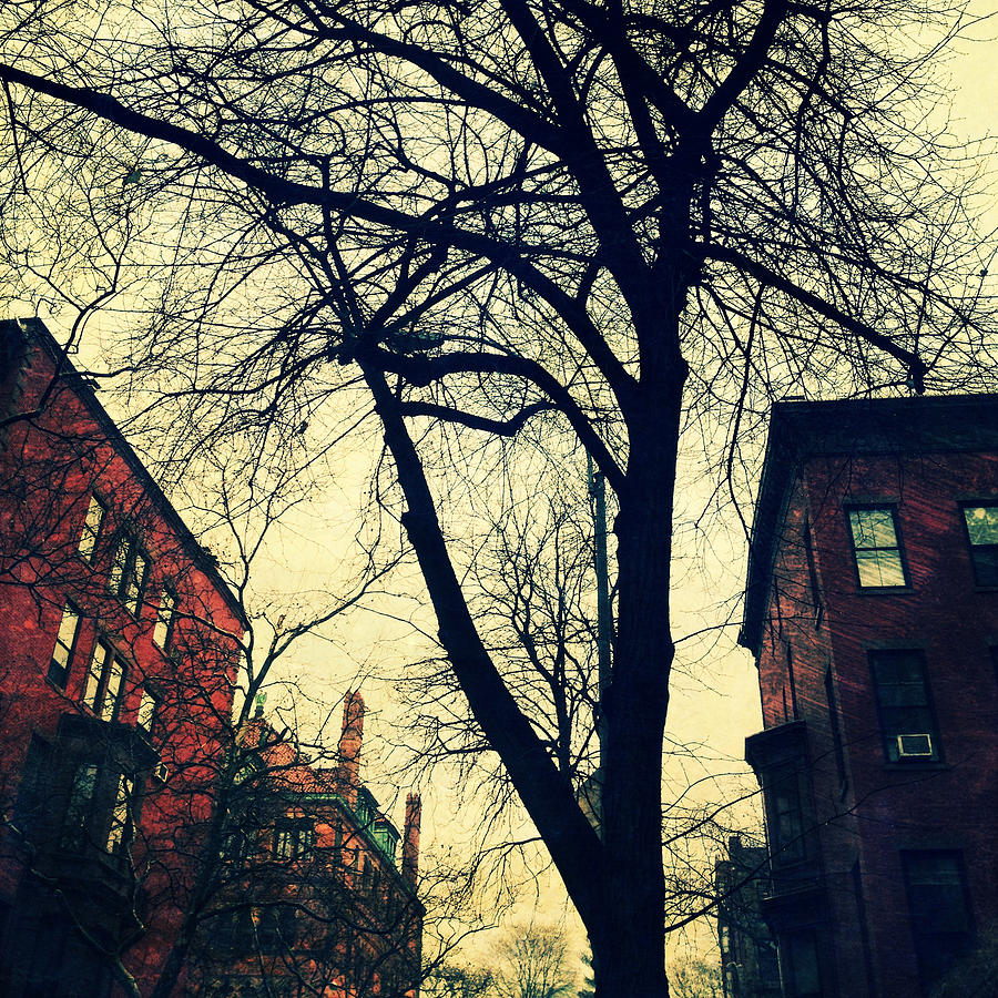 Lincoln Place Brownstones and Trees Photograph by Natasha Marco | Fine ...