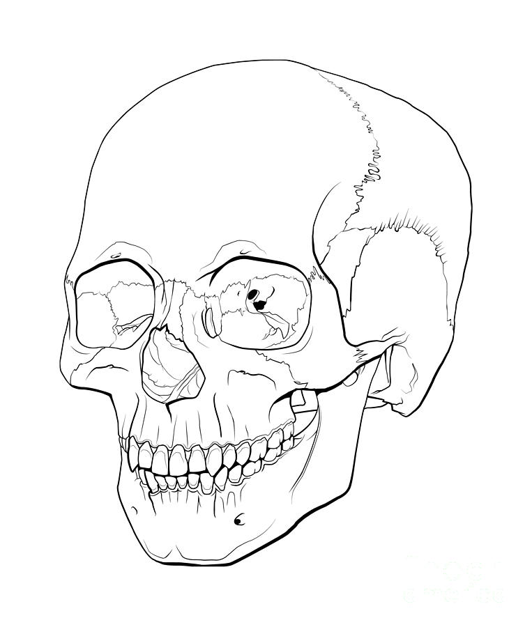 human skull for drawing