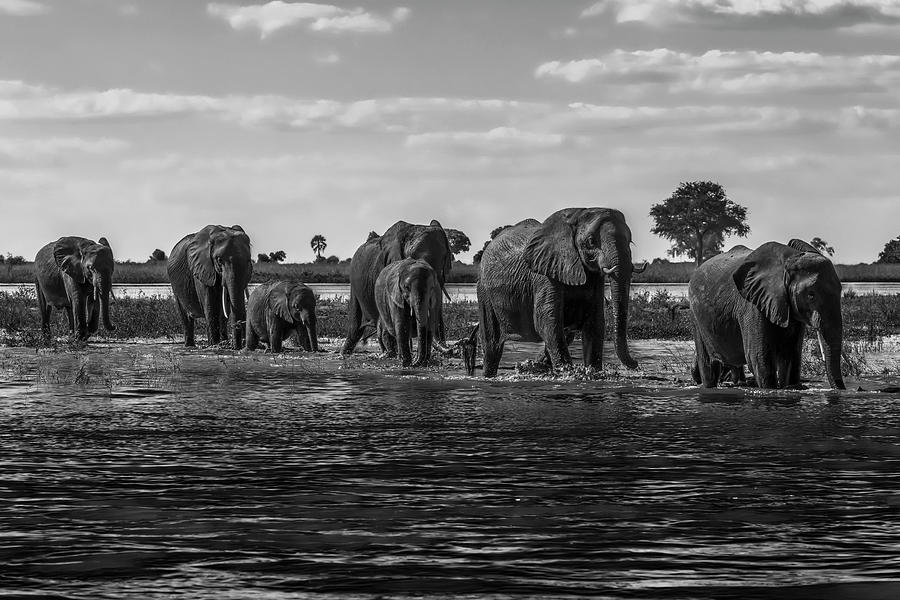 Line Of Elephants  Loxodonta Africana #1 Photograph by Nick Dale