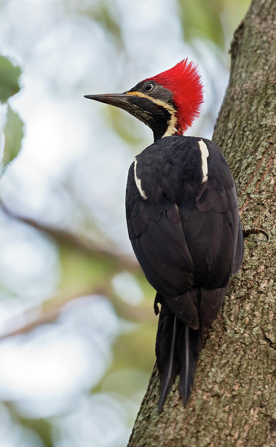 Lineated Woodpecker Photograph By Juan Jose Arango 