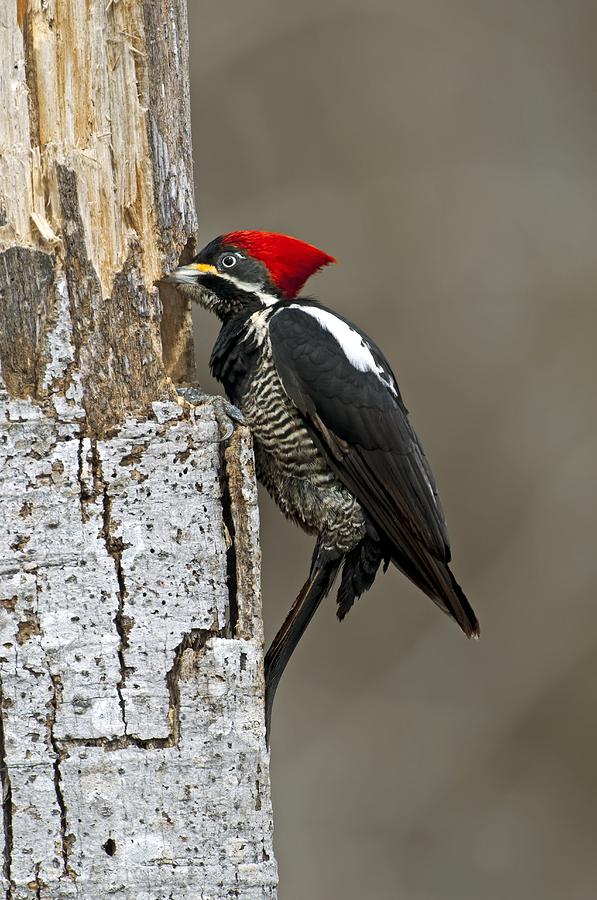 Lineated woodpecker nesting Photograph by Science Photo Library - Fine ...