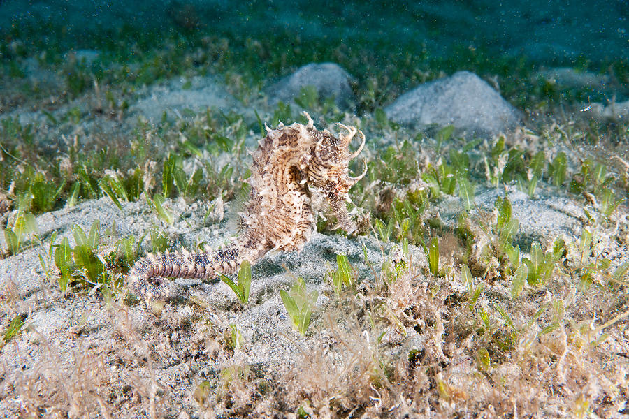 Seahorse Photograph - Lined Seahorse #1 by Andrew J. Martinez