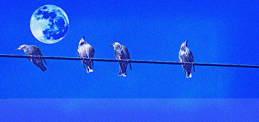 Lined up Birds Pop Art  #2 Painting by Celestial Images