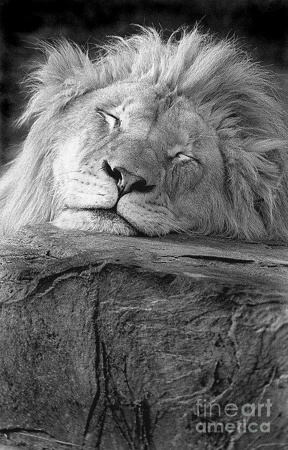 Nature Photograph - Lion 3 #1 by Rich Killion