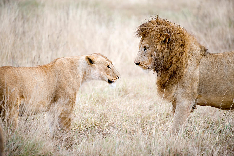 Wildlife Photograph - Lion And A Lioness Panthera Leo #1 by Panoramic Images