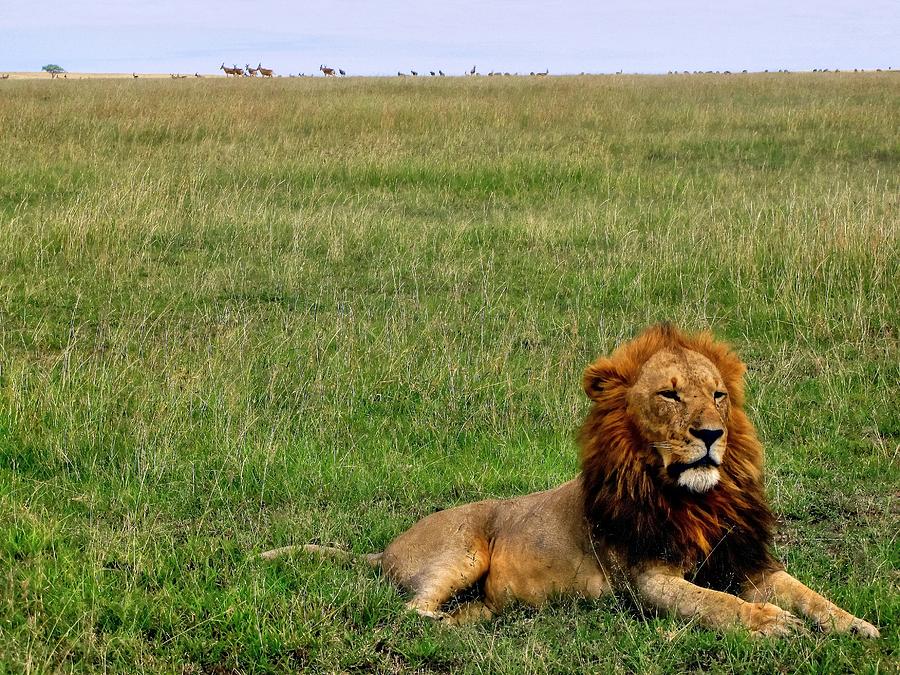 Lion at Masai Mara Game Reserve in Kenya #1 Photograph by Paul James Bannerman