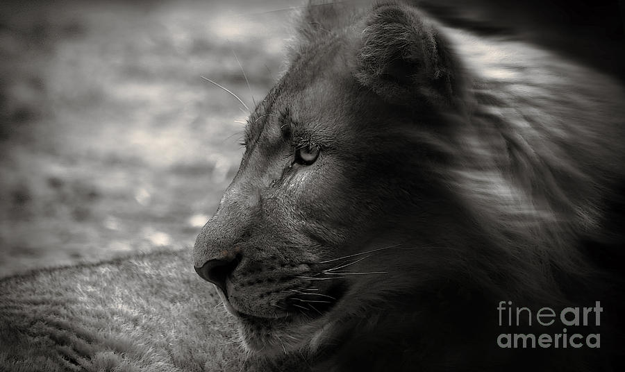 Lion Photograph - Lion #7 by Christine Sponchia