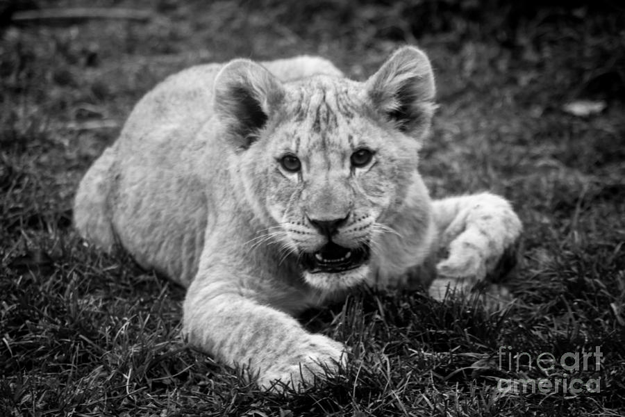 Wildlife Photograph - Lion Cub #1 by David Rucker