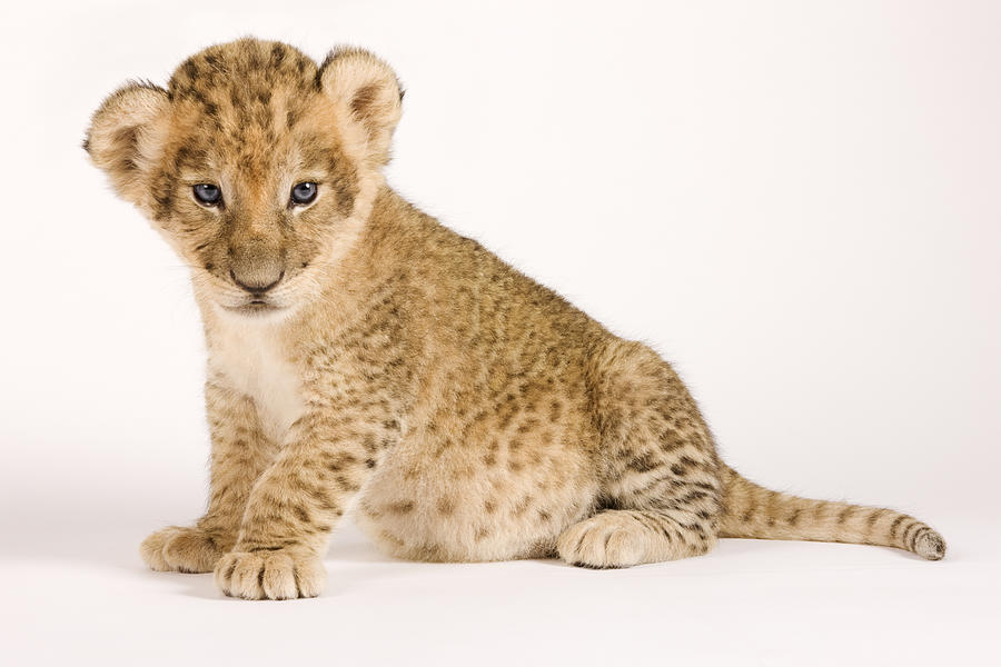 Lion cub (Panthera leo) against white background, close up #1 Photograph by Martin Harvey
