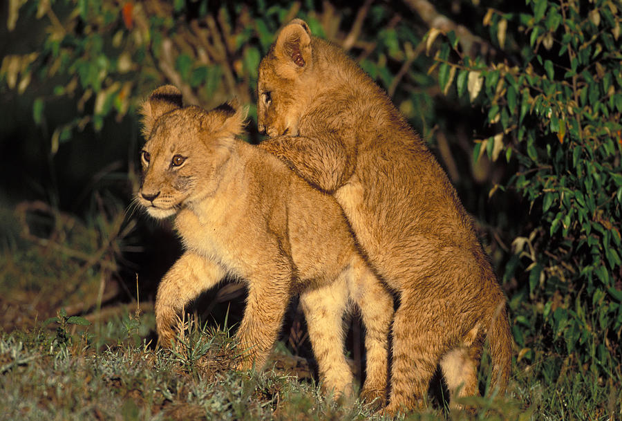 Lion Cubs Playing #1 Photograph by Jean-Michel Labat