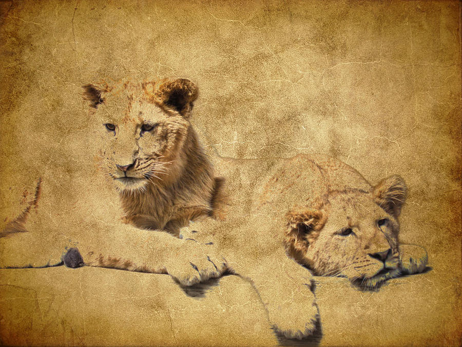 Lion Cubs #1 Photograph by Steve McKinzie