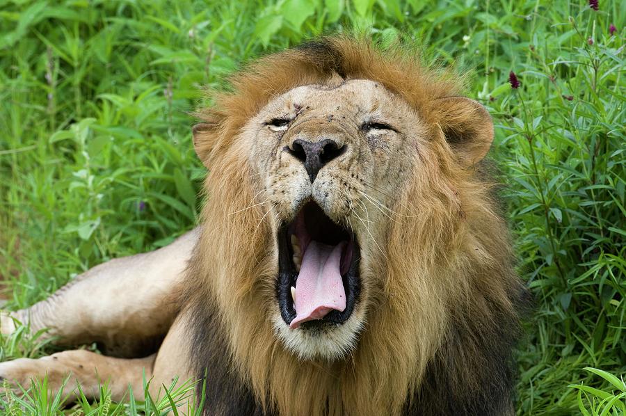 Lion #1 Photograph by Dr P. Marazzi/science Photo Library - Pixels