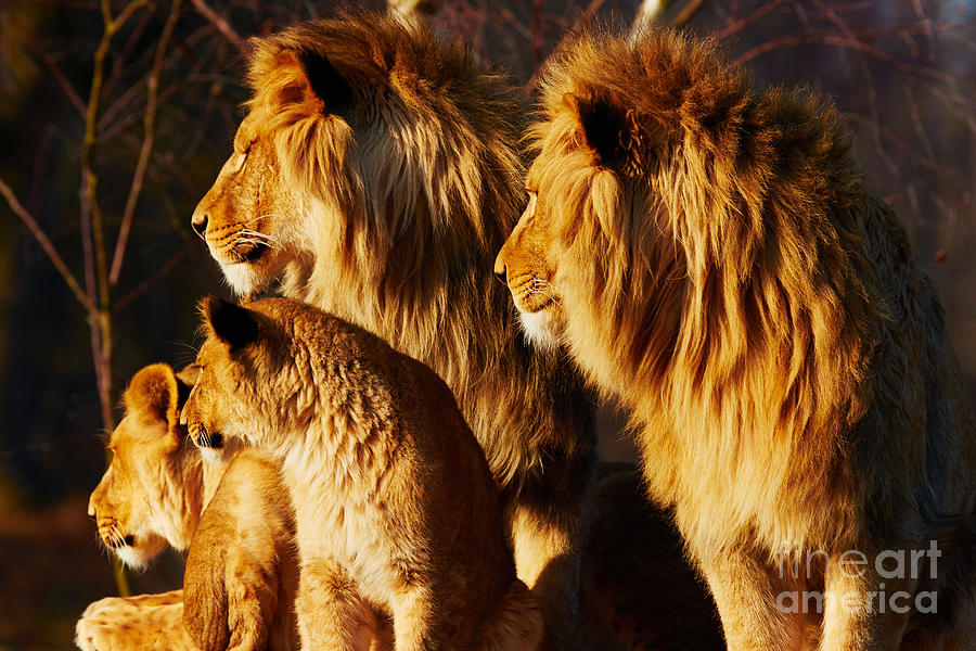 Lion family close together #1 Photograph by Nick  Biemans