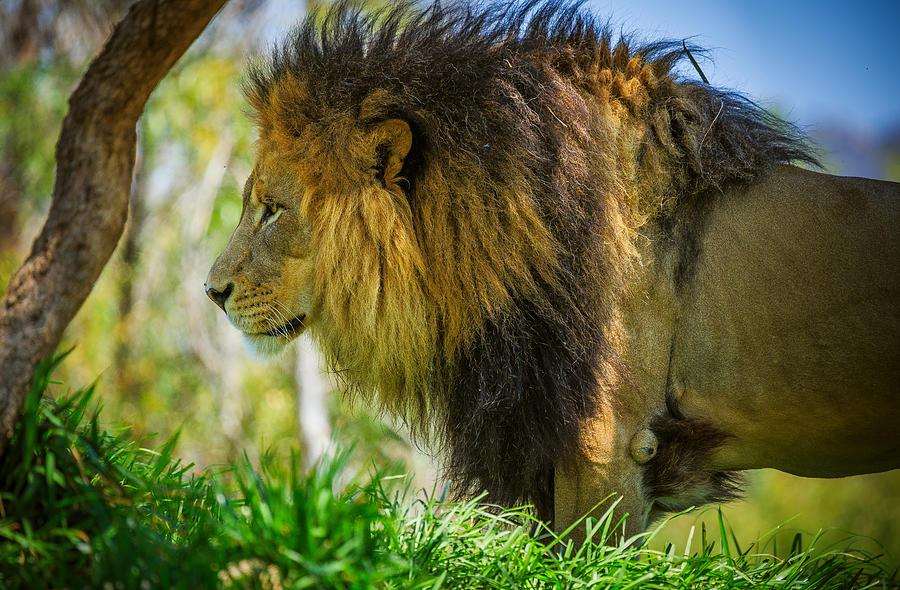 Lion #1 Photograph by Matthew Onheiber