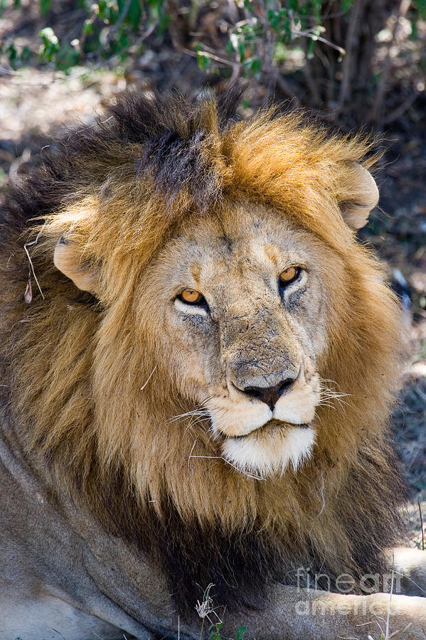Lion Panthera Leo #1 Photograph by Gregory G. Dimijian, M.D.