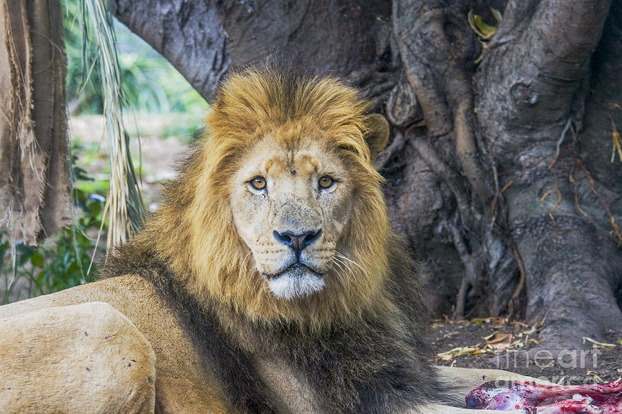 Lion Photograph by Patricia Hofmeester