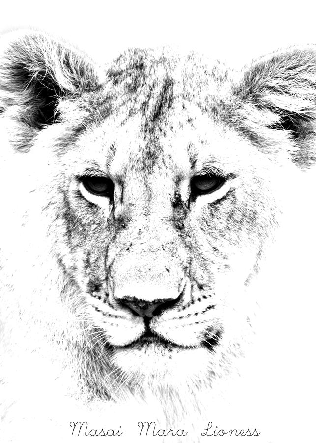 Lion Portrait #1 Photograph by Aidan Moran