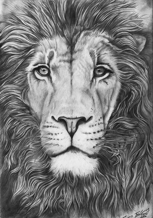 Lion Portrait Drawing by Ian Cuming