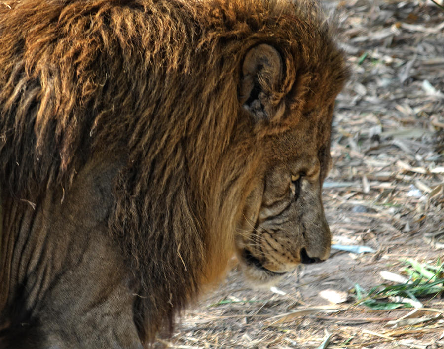 Lion Portrait #1 Photograph by Maggy Marsh