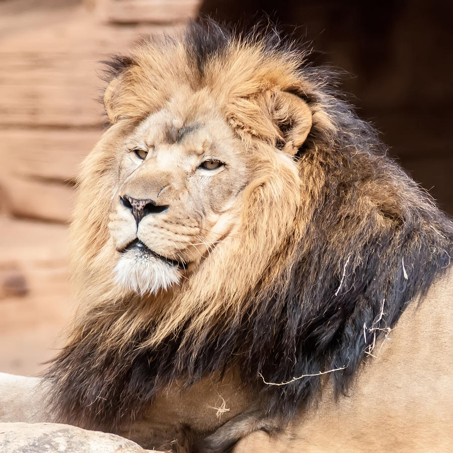 Lion portrait of the king of beasts #1 Photograph by Alex Grichenko