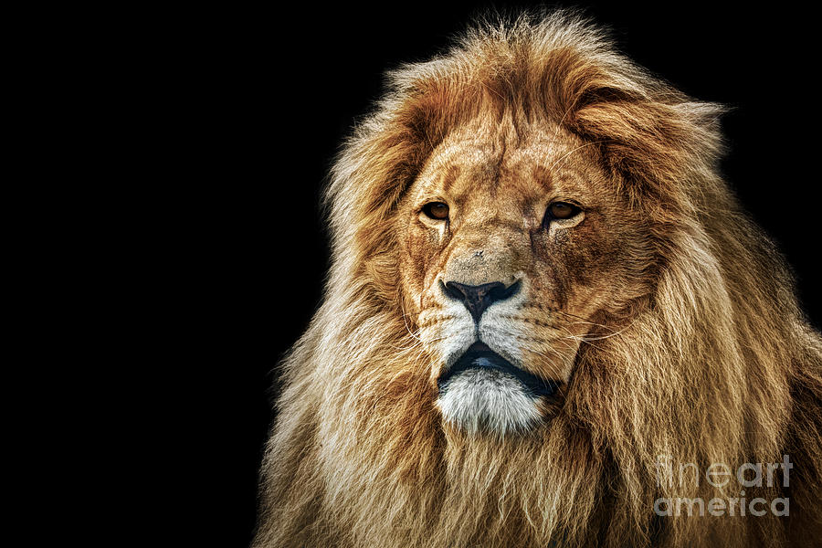 Wildlife Photograph - Lion portrait with rich mane on black #1 by Michal Bednarek