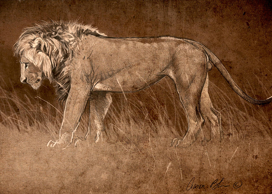 Lion Sketch Digital Art by Aaron Blaise
