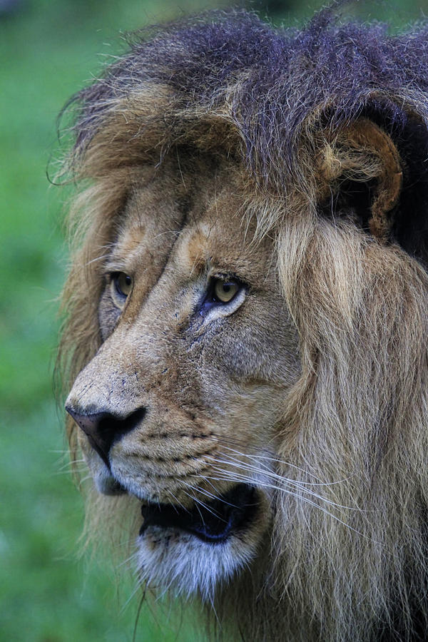 Lion #2 Photograph by Steve McKinzie