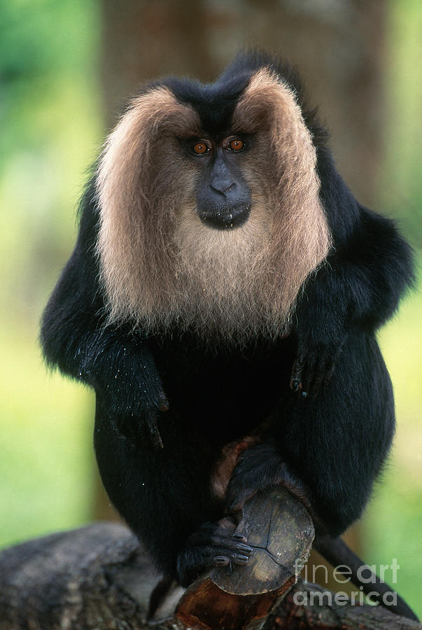 Lion-tailed Macaque #1 Photograph by Art Wolfe