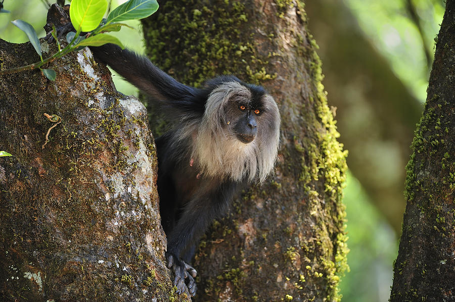 Lion-tailed Macaque In Tree India #1 Photograph by Thomas Marent