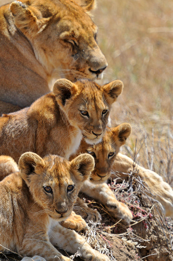 Lion with cubs Photograph by Mark Rasmussen - Fine Art America