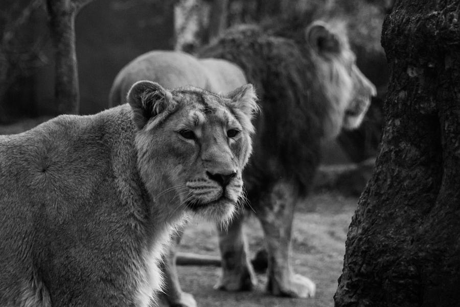 Nature Photograph - Lioness #3 by Daniel Kocian