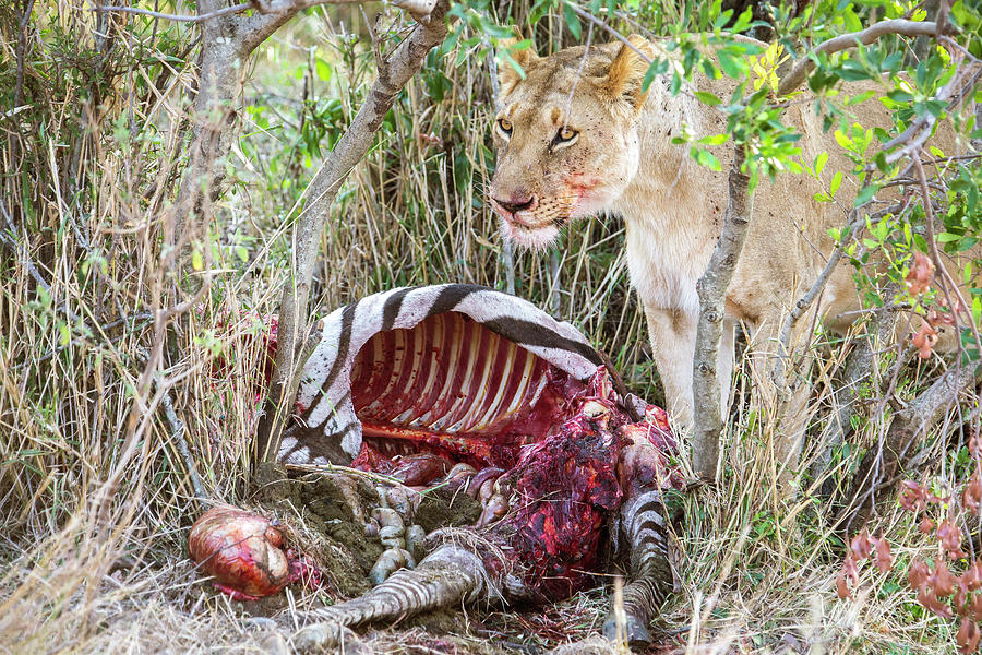 Lioness Eating Zebra In Maasai Mara Photograph by Jυlia Cυмes - Fine Art  Aмerica