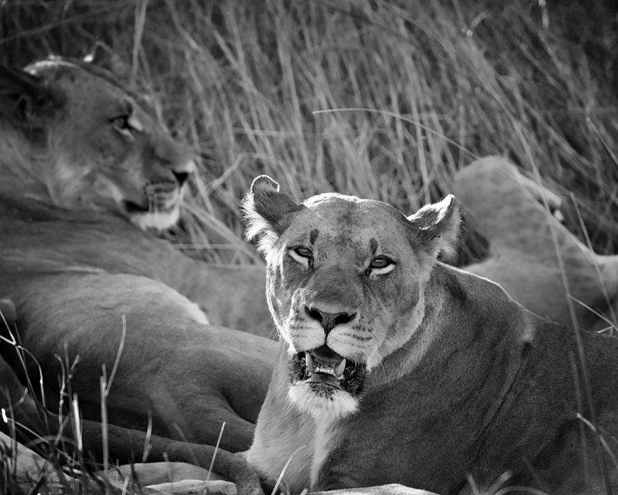 Lioness #1 Photograph by Gigi Ebert